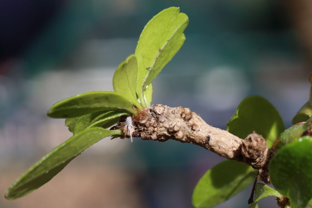 Photograph by Santiago Mata