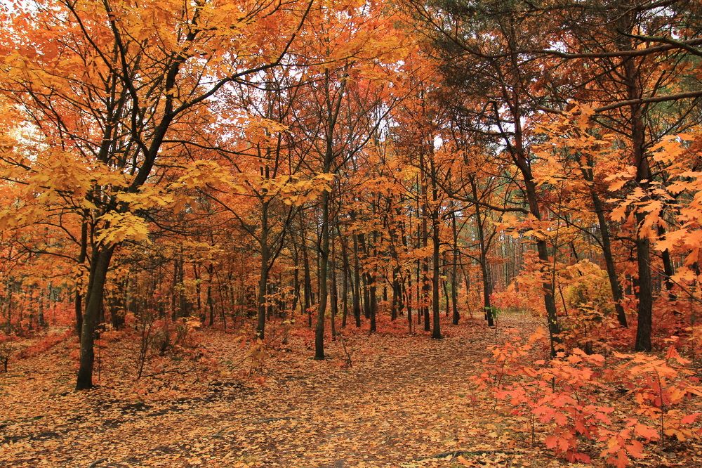 Фотография автора Елена Колосова