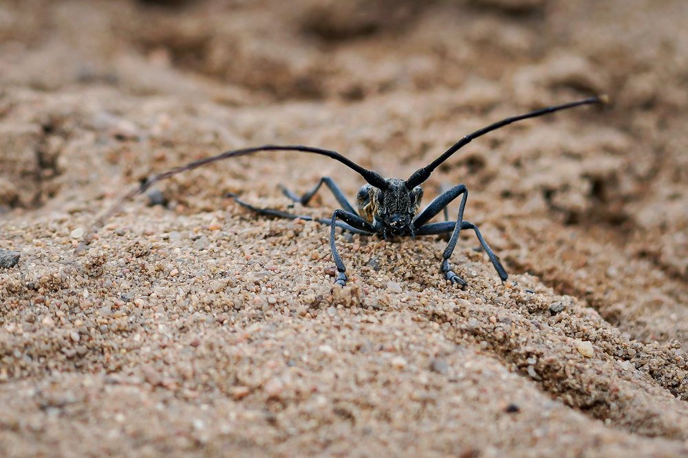 Фотография автора Владимир Хащанский