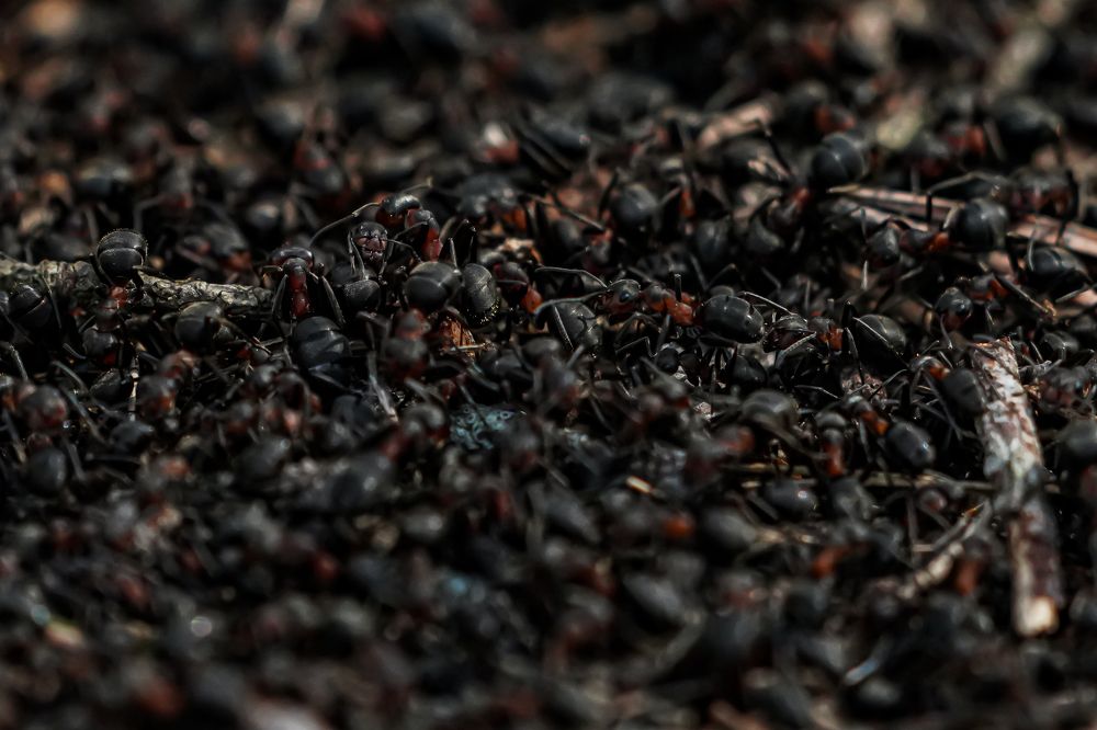 Фотография автора Владимир Хащанский