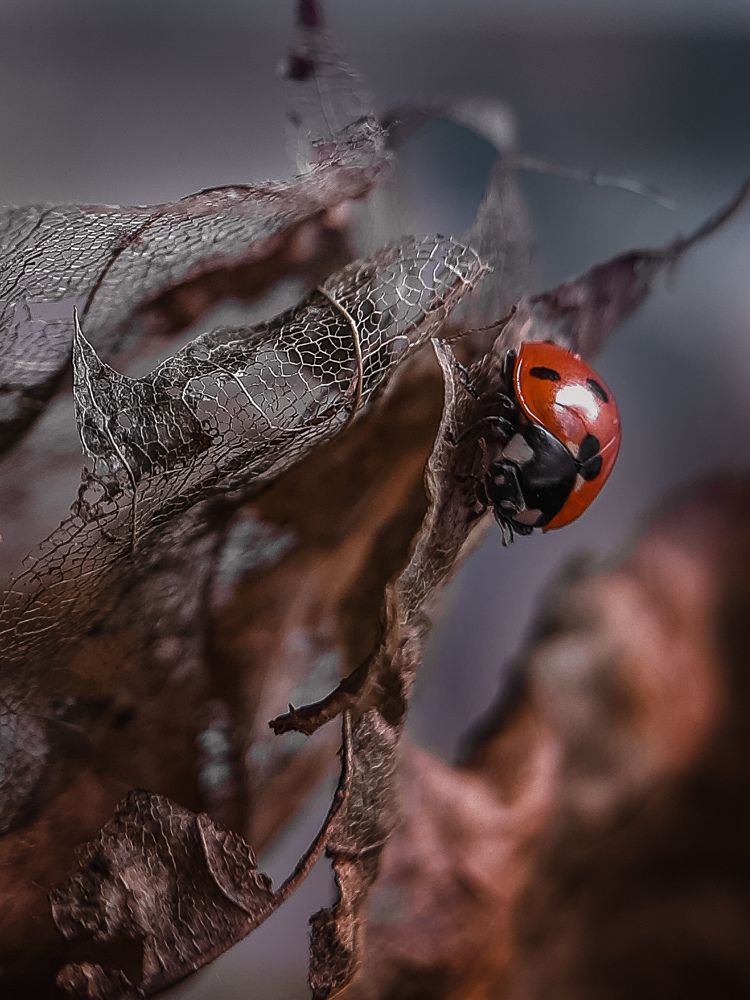 Photograph by Галина Ефремова