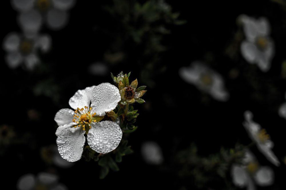 Фотография автора Владимир Хащанский