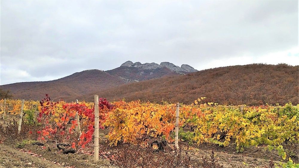 Photograph by Елена Юрьевна Шубенкина