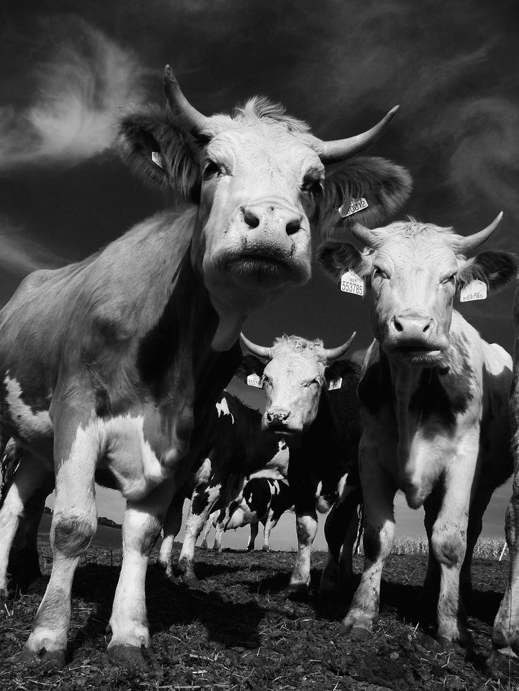 Photograph by Igor Hruška