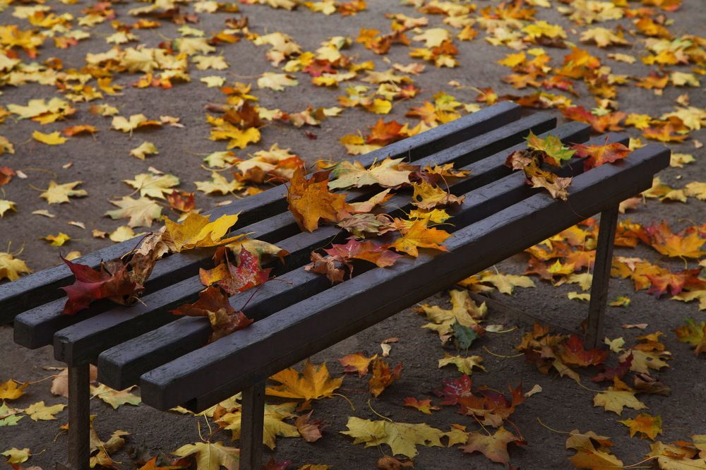 Листопад...тишина...!)