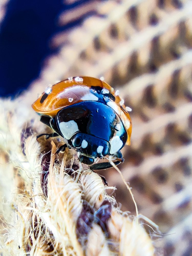 Photograph by Olga Royanova