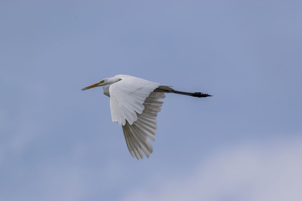 Flight of the Great Egret