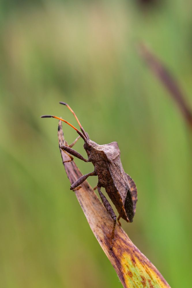 Броненосец