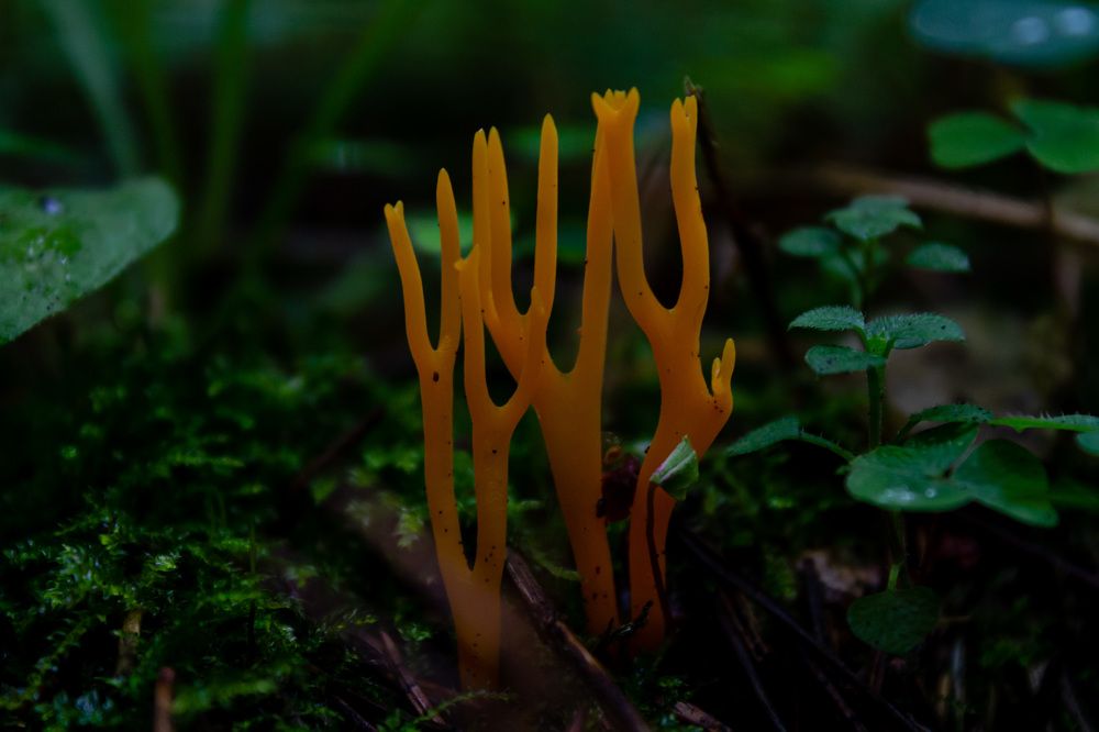 Языки пламени