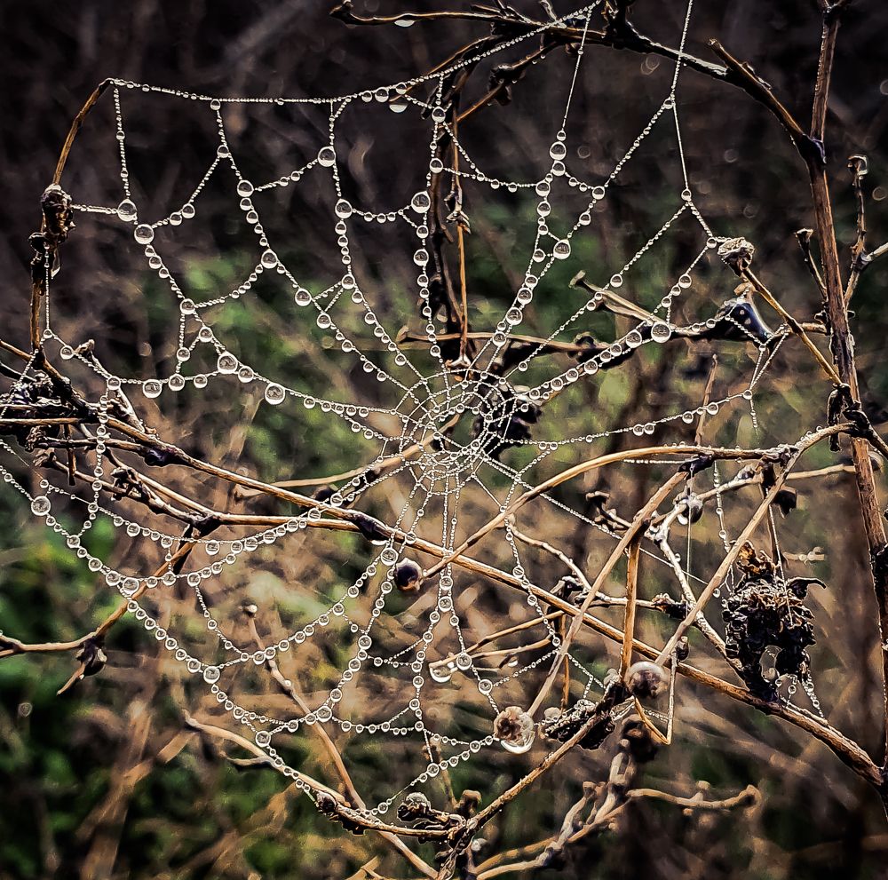 Photograph by Михаил Заброцкий