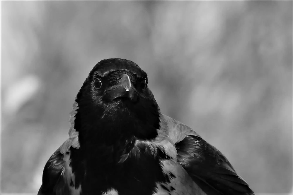 Photograph by Daniel Sharir