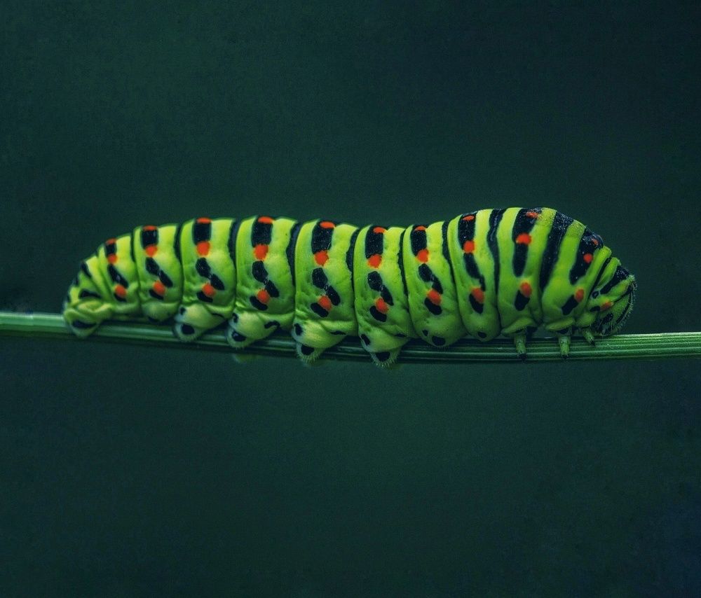 Photograph by Leanid Kulpo