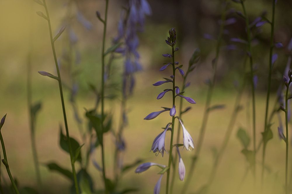 Фотография автора Alena Makushina