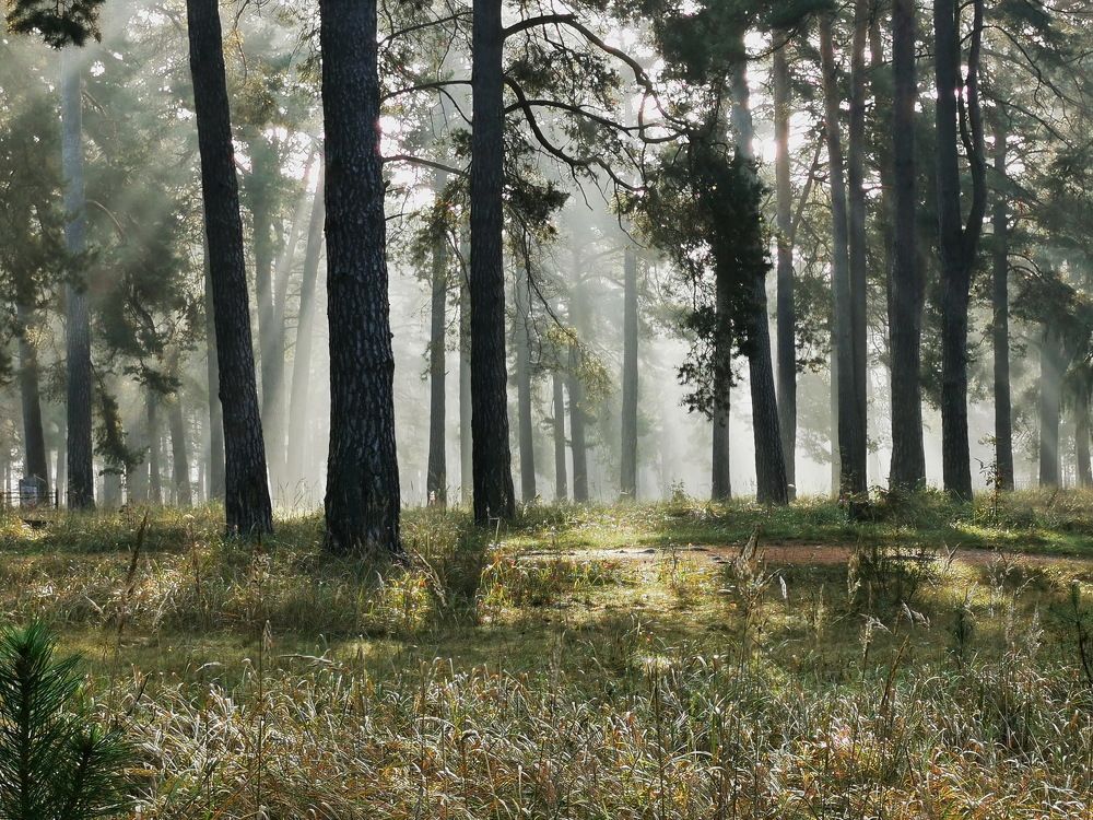 Photograph by Елена Миронова