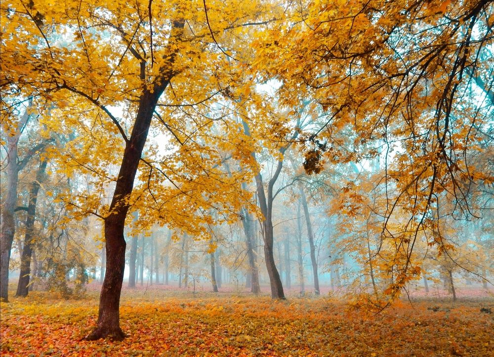 Photograph by Татьяна Слободчикова