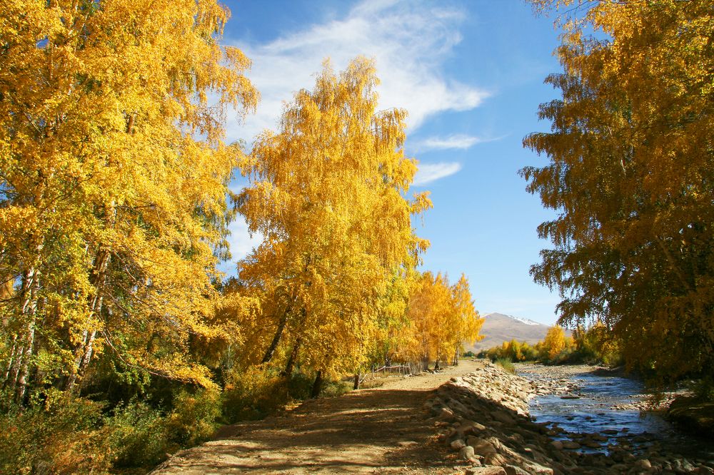 Осенний полдень в березовой роще.