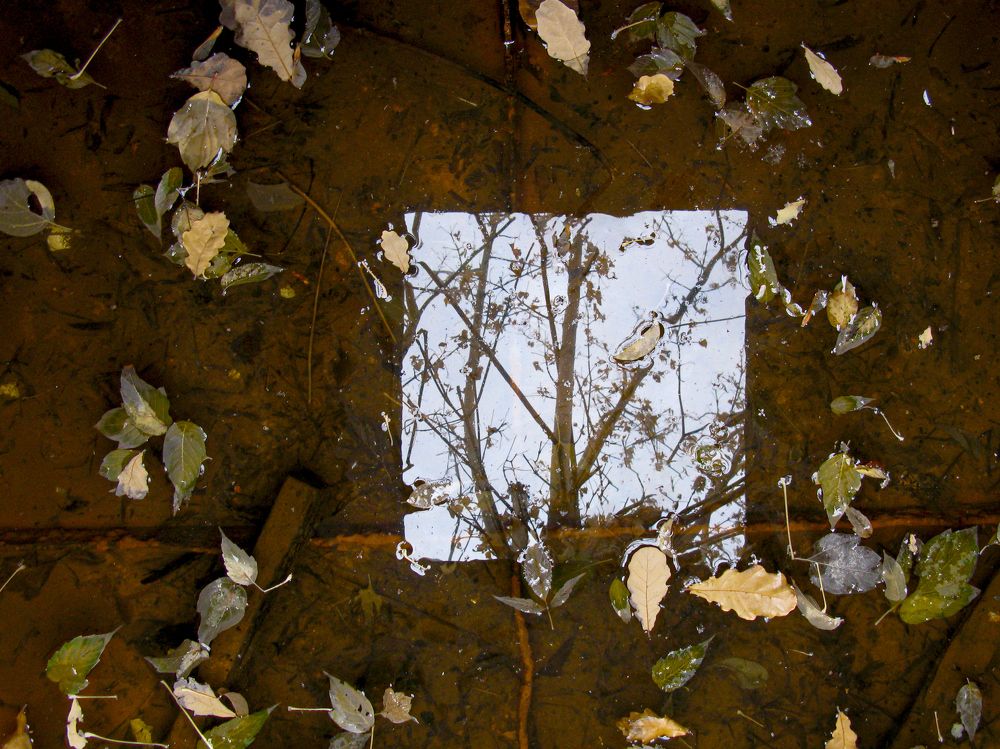 Window to autumn.