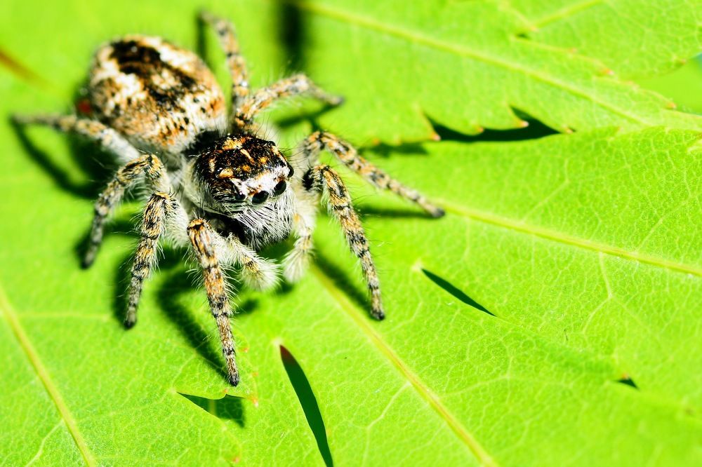 Фотография автора Шакая Виталик