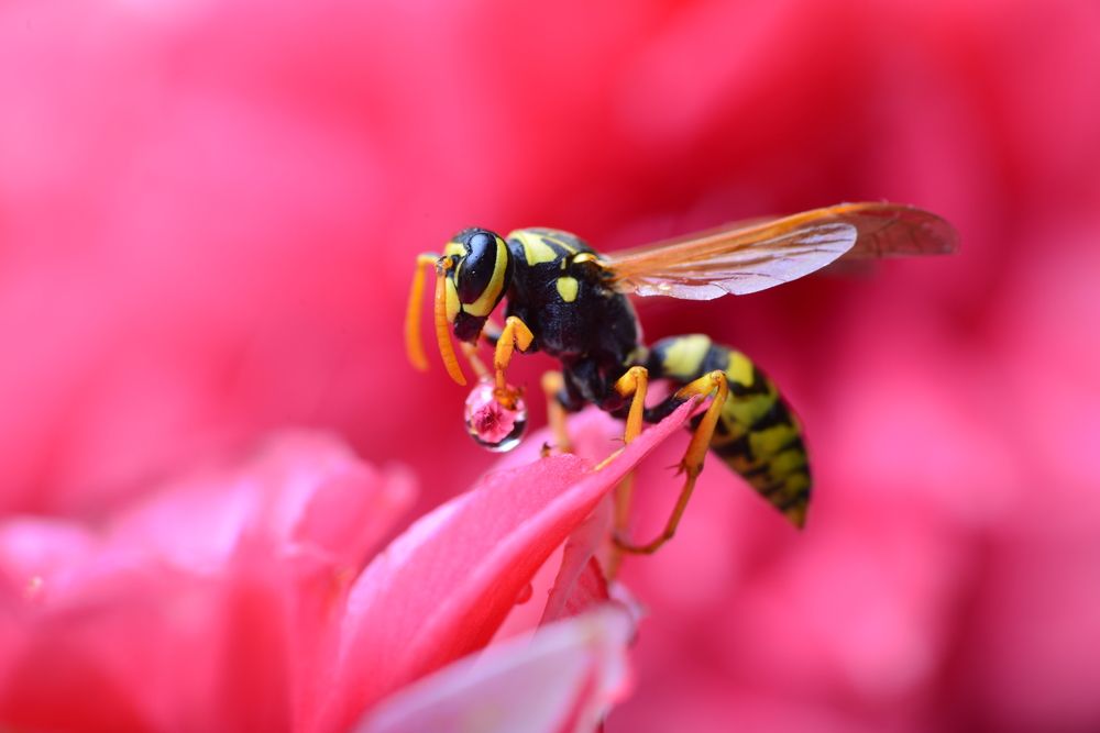 Фотография автора Шакая Виталик