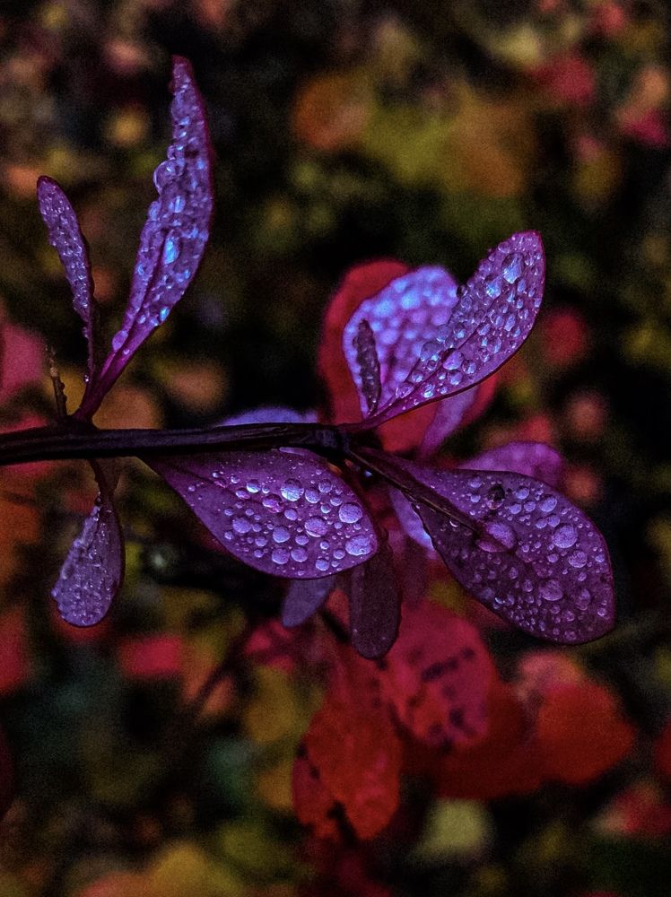 Photograph by Maria Yeromina