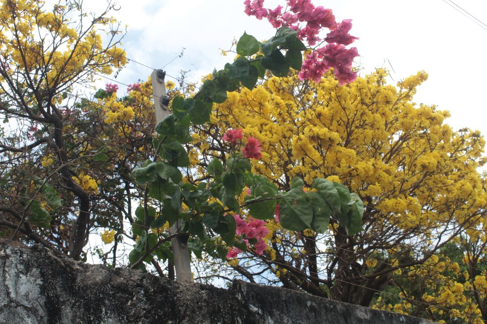 Photograph by Fernando de Jesus Costa