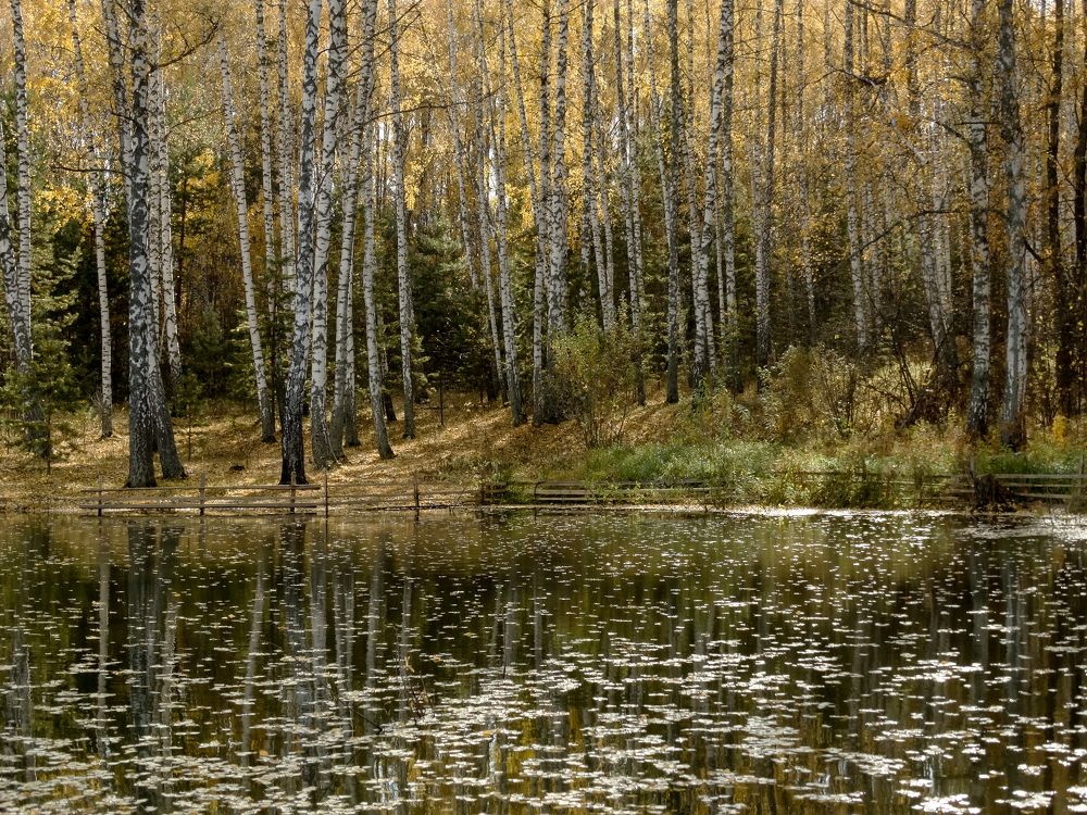 Серебряная осень