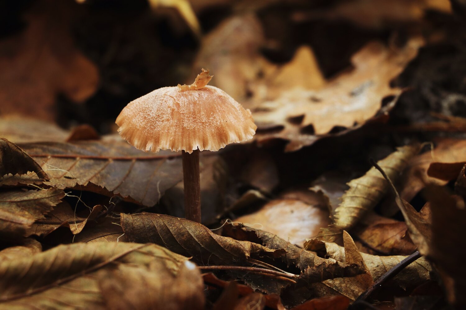 Photo #6655326