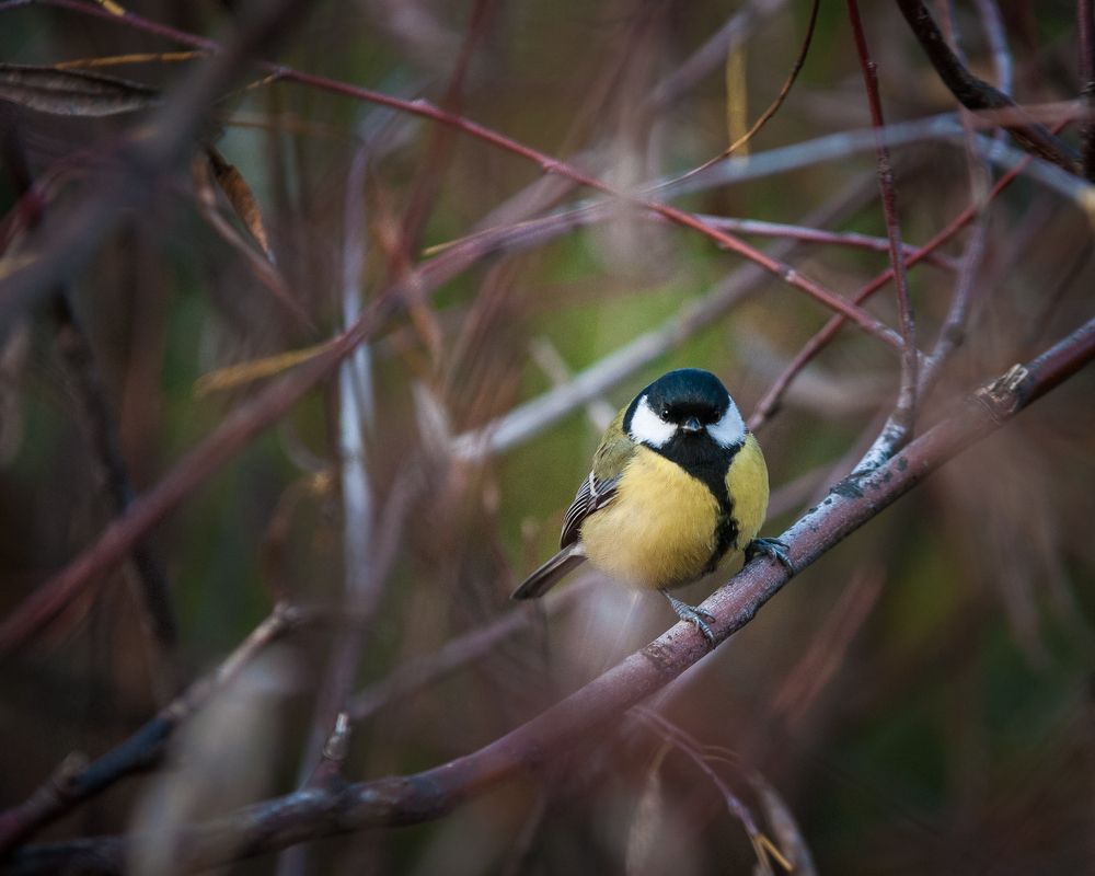 Photograph by Динара Зуйкова