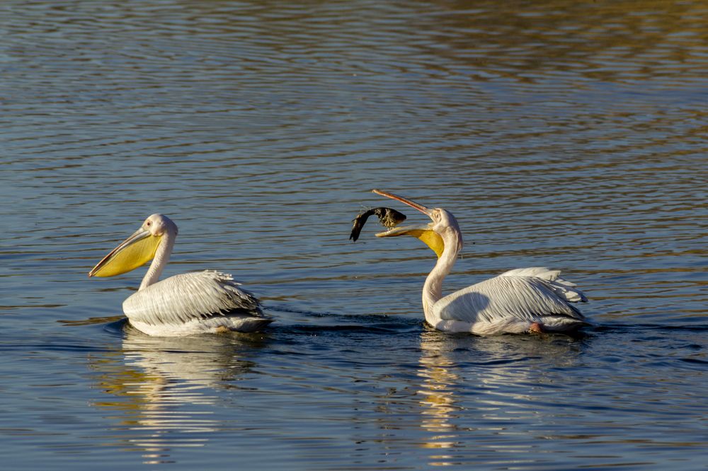 Photograph by Игорь Кутний