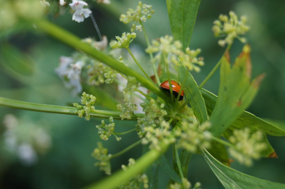 Photograph by Прикс Эльвина