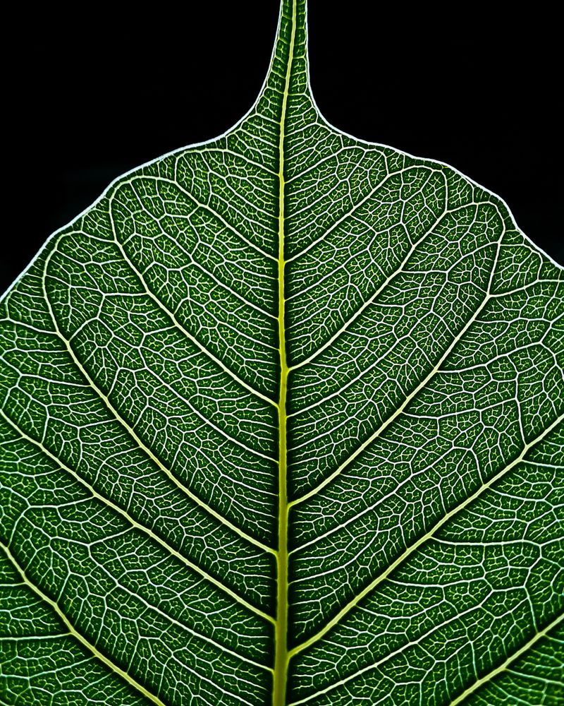 Photograph by Abhishek Chauhan