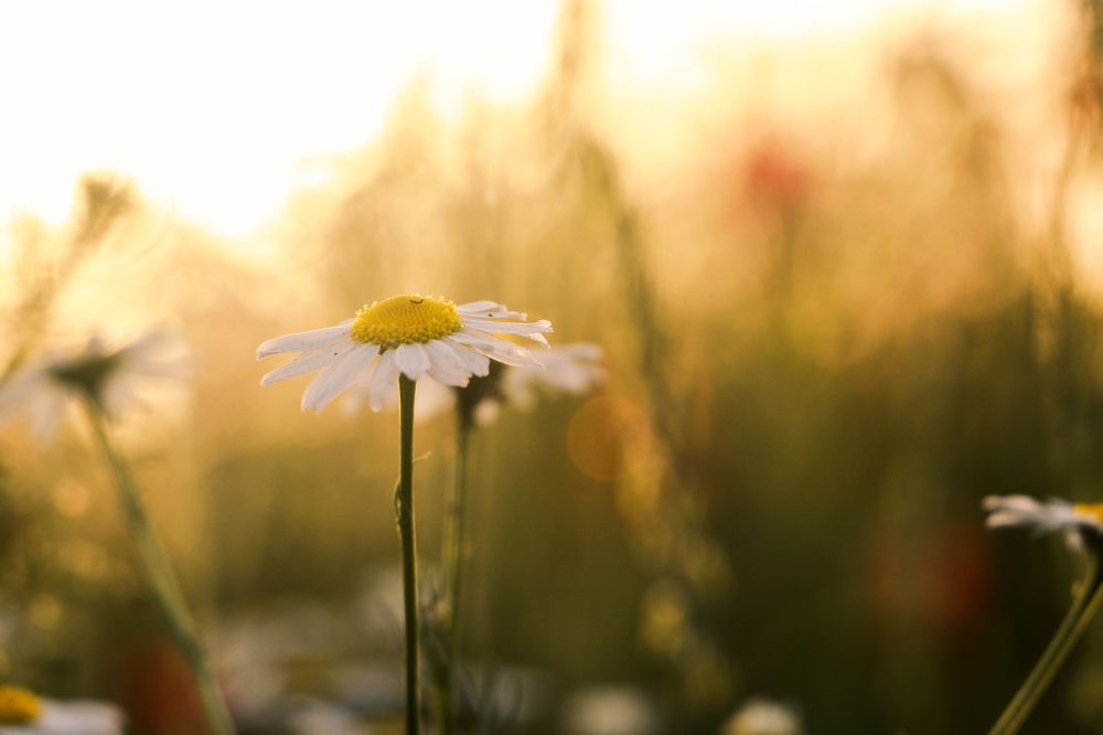 Photograph by Антоніна Вознюк