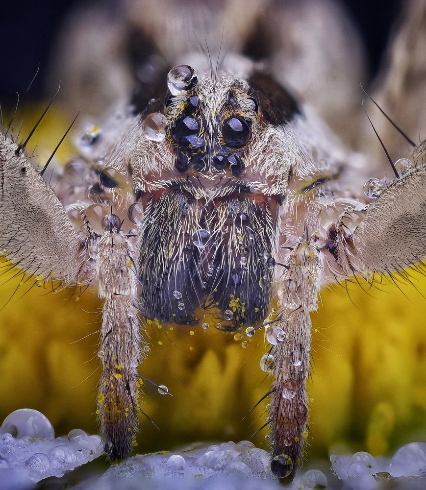 Wolf spider