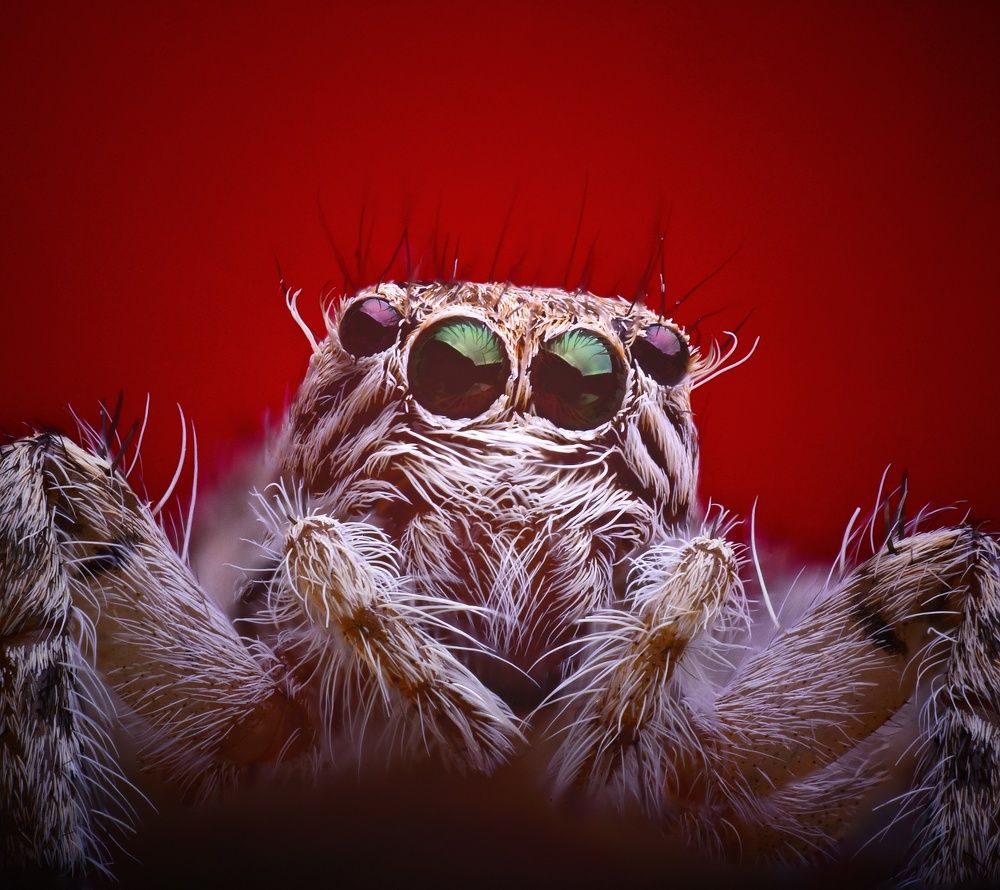 Photograph by Farid Golafshan