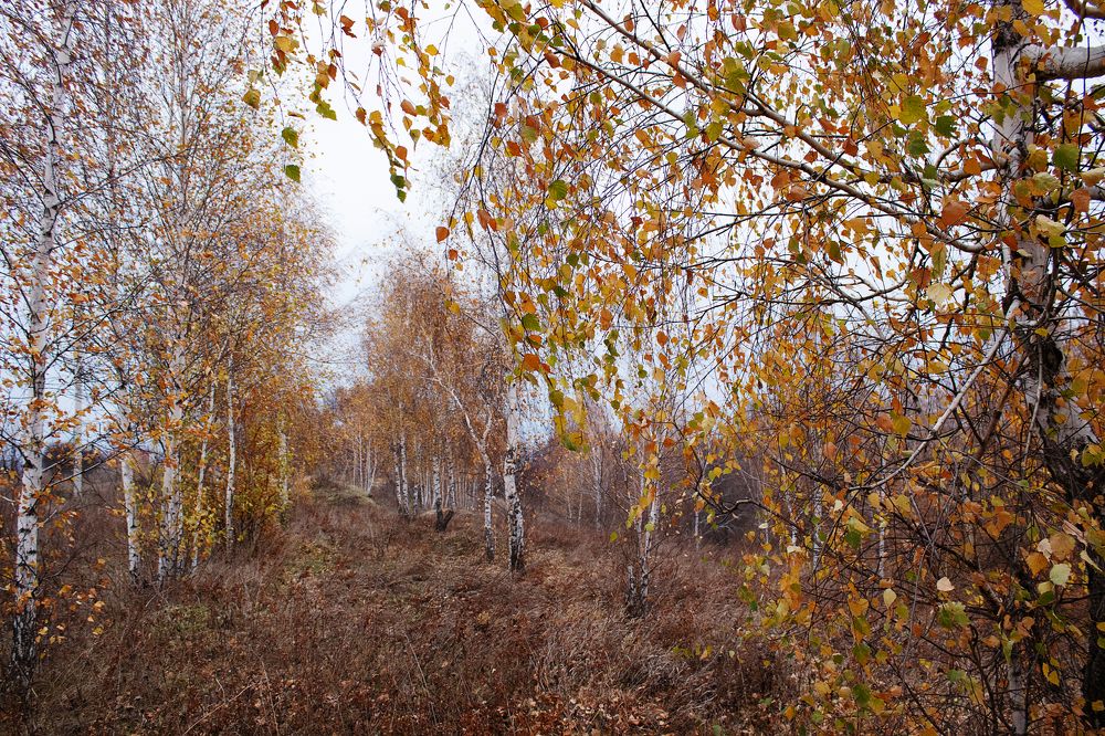Конец октября в Черноземье