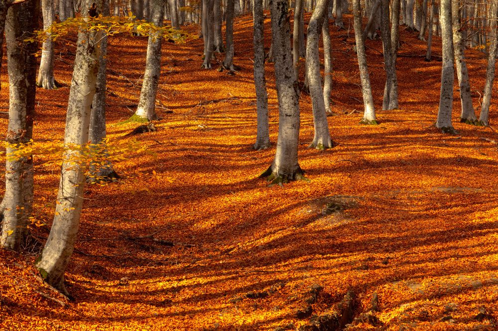 Photograph by Сергей Абашкин