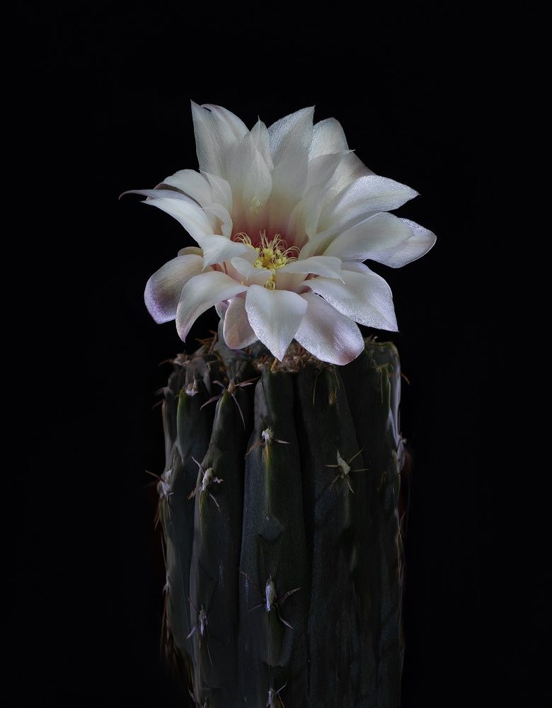 Фотография автора Валентин Черновол