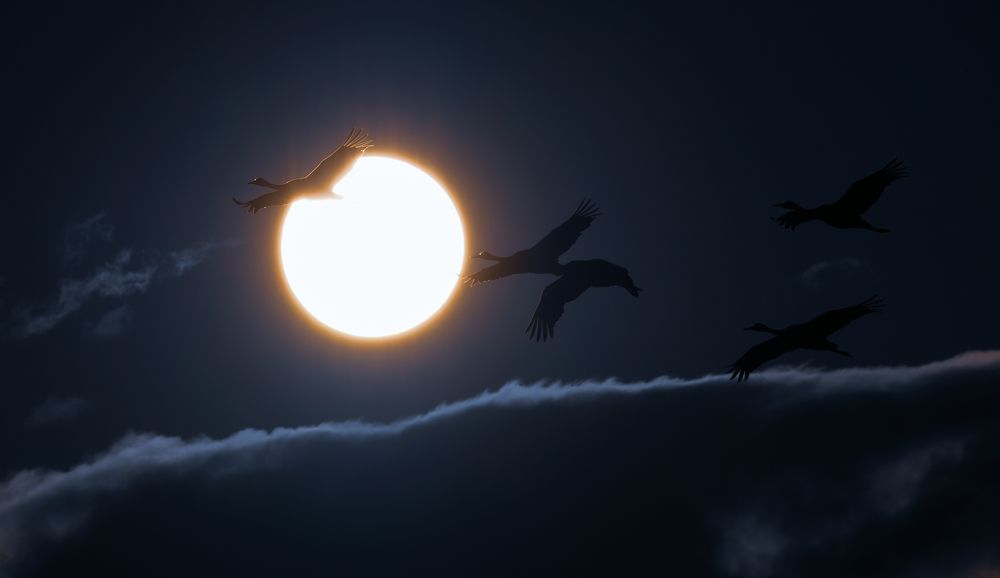 Sandhill Crane Migration