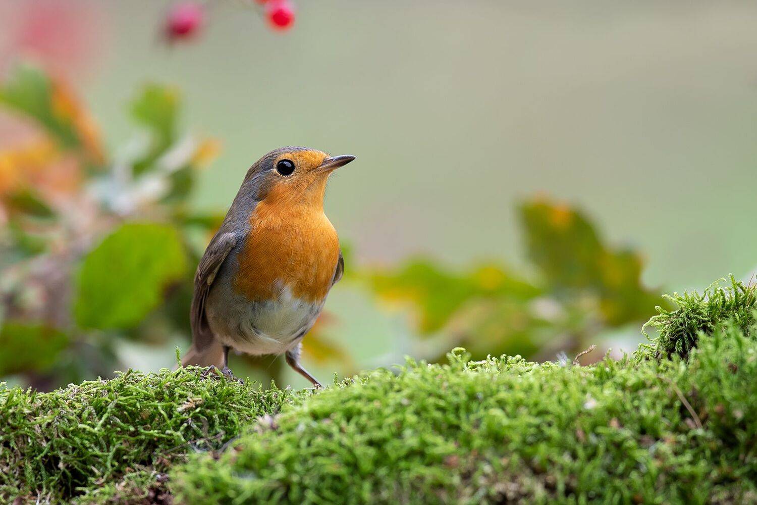 Little Guardian of the Forest