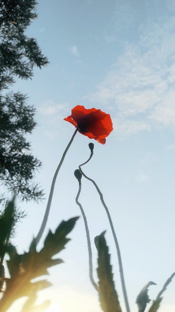 Photo #6656298
