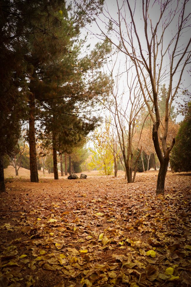 Фотография автора Hadi Nasirian