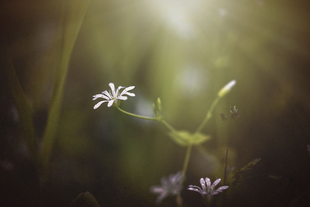 Photograph by igor kostin