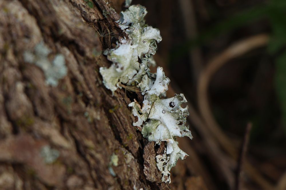 Photograph by Tatiana Barthem