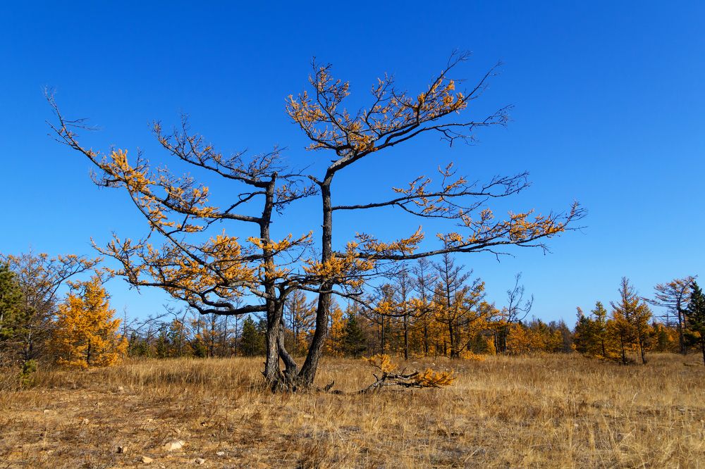 Старожилы байкальского леса.
