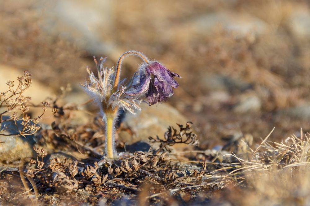 Подснежник в октябре! Не чудо ли?