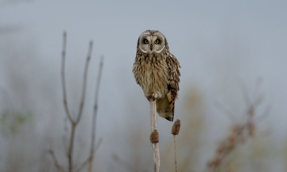 Фотография автора Jaroslaw Kowalski
