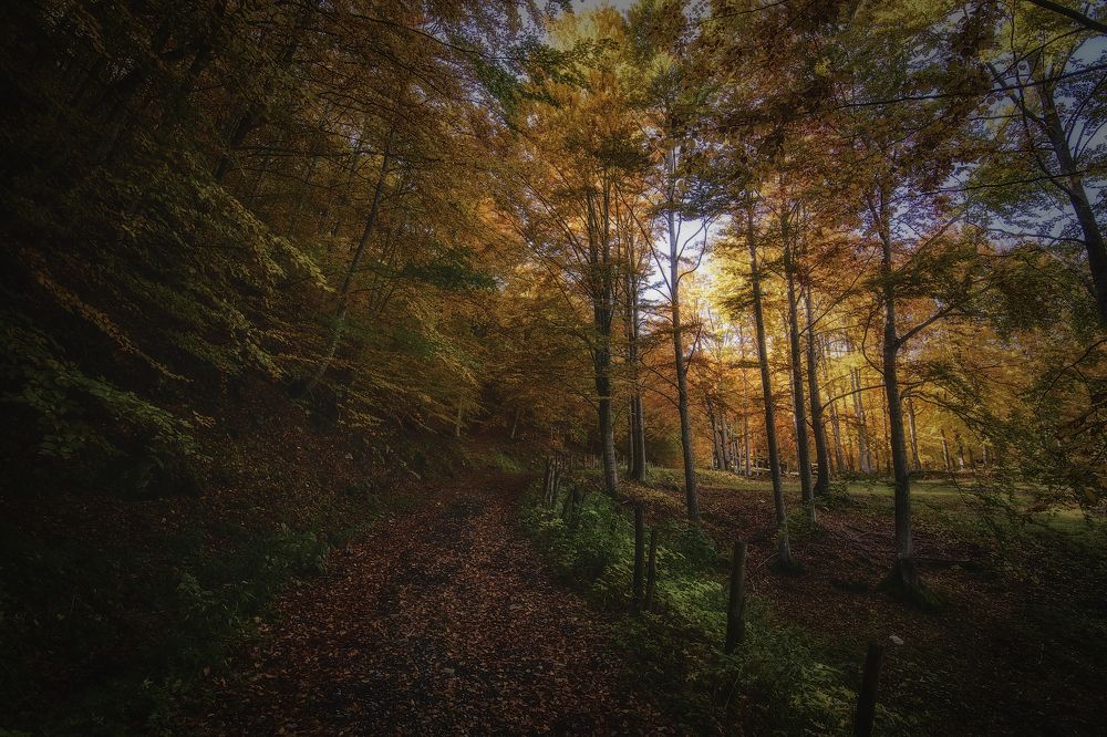 Photograph by Dino Sirica