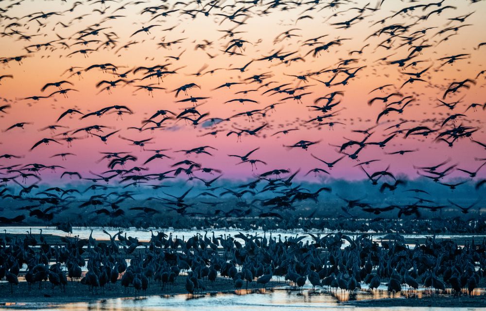 Sandhill Crane Migration
