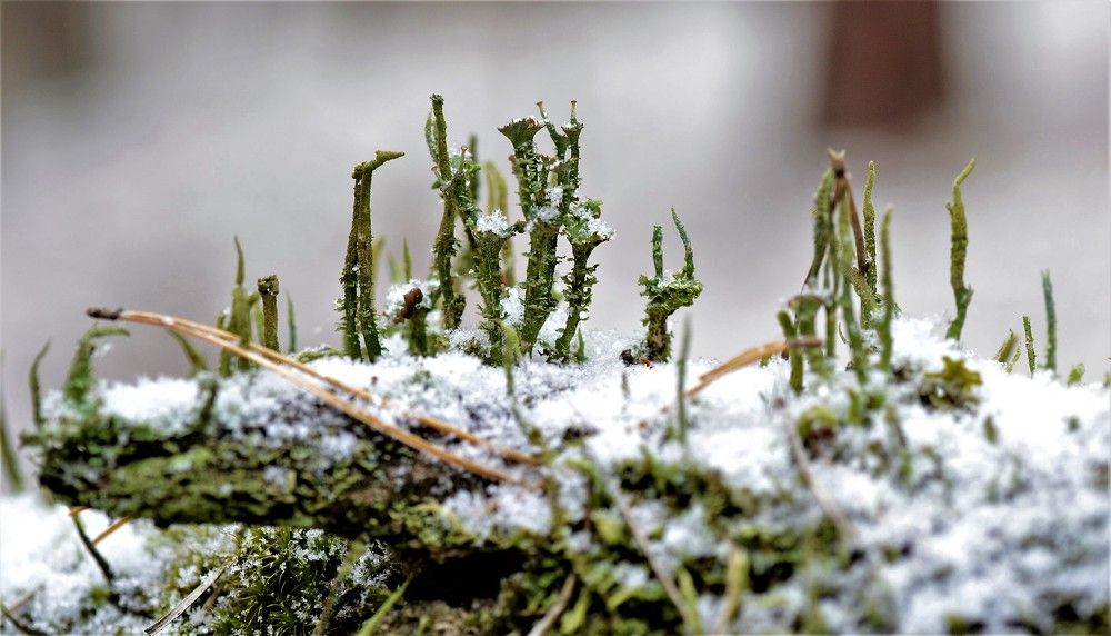 Photograph by Сергей Зубов