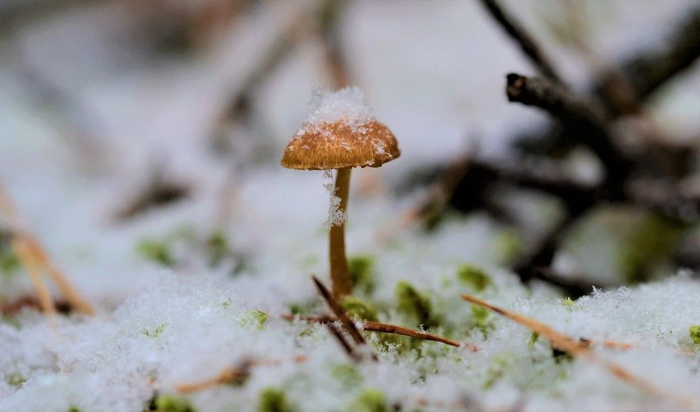 Photograph by Сергей Зубов